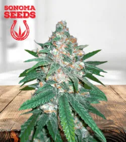 Afghani Strain