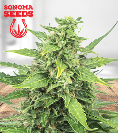 Agent Orange Feminized Marijuana Seeds