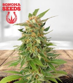 Alaskan Thunder Fuck Feminized Marijuana Seeds