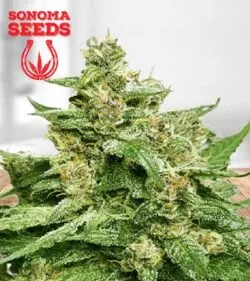 Alien Candy Strain