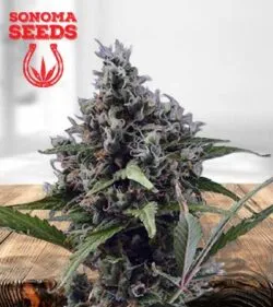 Aloha Strain