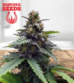 Amnesia Haze
