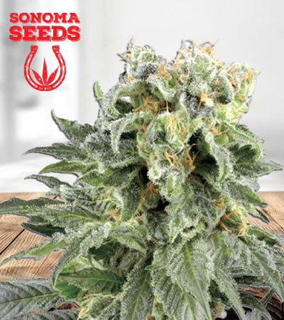 Angel OG Autoflower Marijuana Seeds