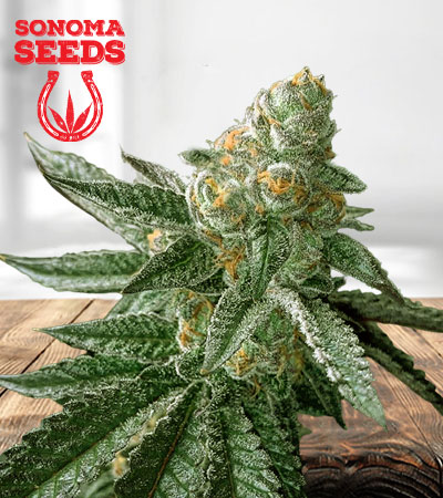 Animal Cookies Autoflower Marijuana Seeds