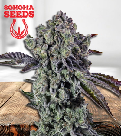 Animal Mint Autoflower Marijuana Seeds