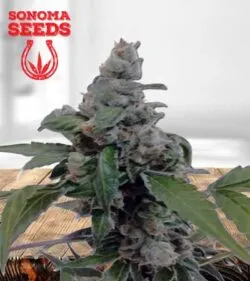 Aurora Strain