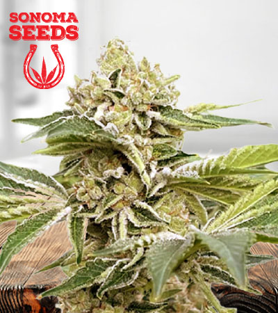 Auto CBDV Marijuana Seeds