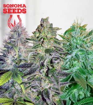 Auto Mix Marijuana Seeds