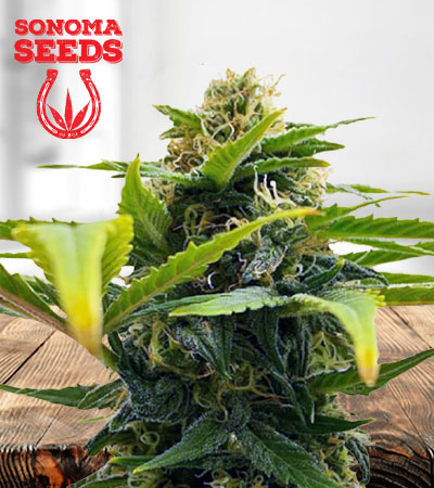 Auto Solomatic CBD Marijuana Seeds