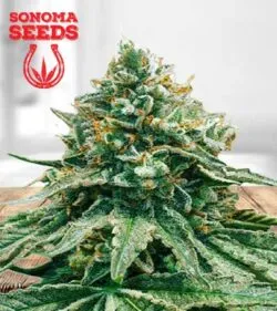 Baklava-fast-version Strain
