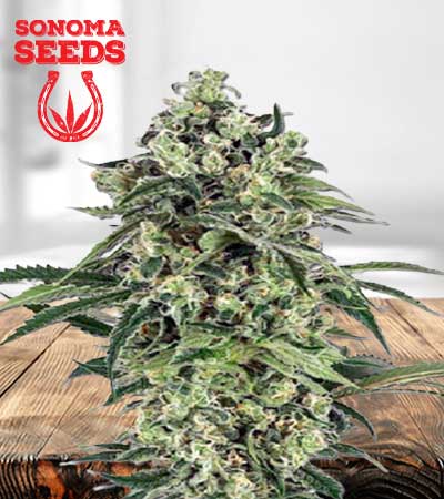Banana Strain