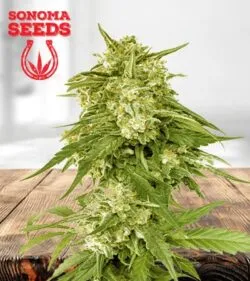 Banana Sundae Strain