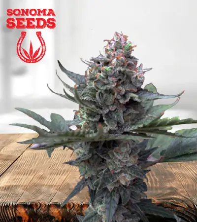 Berry White Feminized Marijuana Seeds