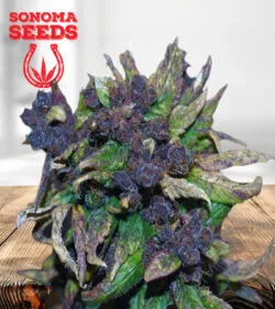 Black Cadillac Strain