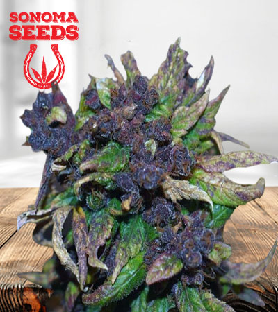 Black Cadillac Autoflower Marijuana Seeds