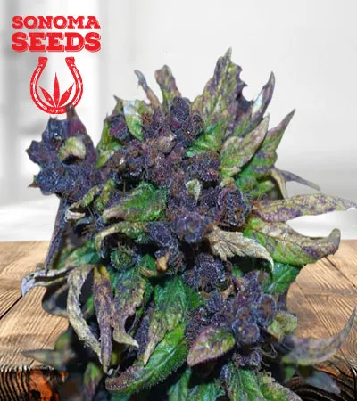 Black Cadillac Strain