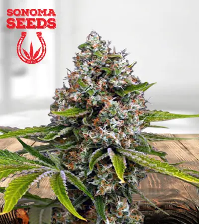 Black Cherry OG Feminized Marijuana Seeds
