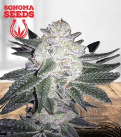 Black Gorilla Strain
