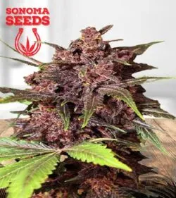 Black Haze