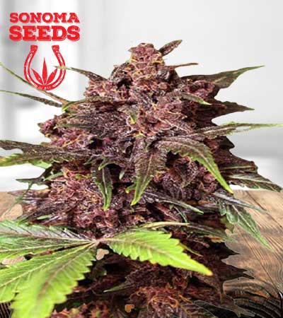 Black-Haze-Feminized