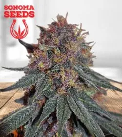 Black Haze