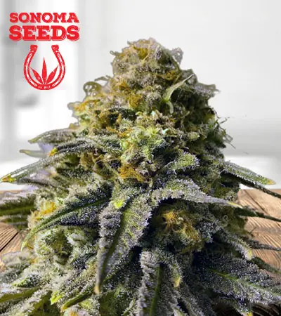 Black Indica Feminized Marijuana Seeds