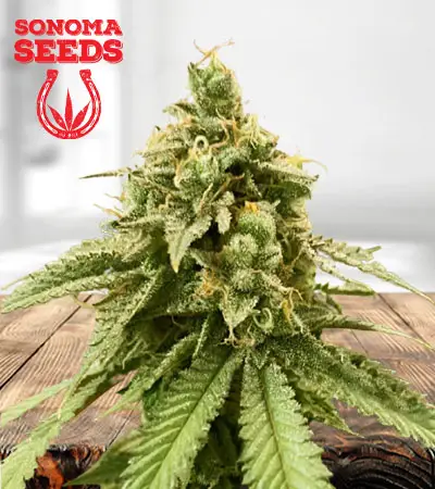 Blue Cookies Feminized Marijuana Seeds