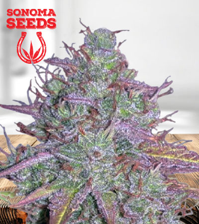 Blue Mystic Autoflower Marijuana Seeds
