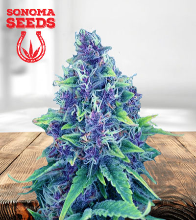 Blueberry Diesel Autoflower Marijuana Seeds