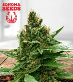 Blueberry Strain Regular