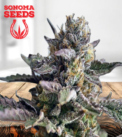 Blueberry Yum Yum Autoflower Marijuana Seeds