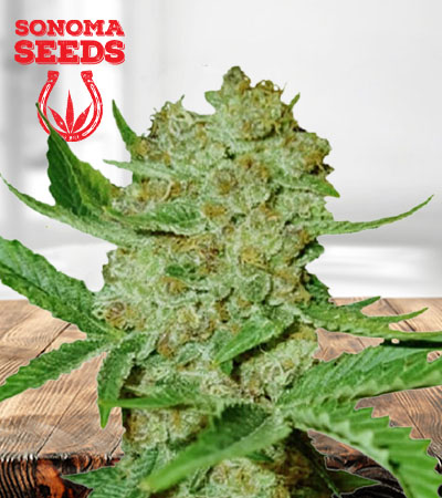 Bubblicious Autoflower Marijuana Seeds