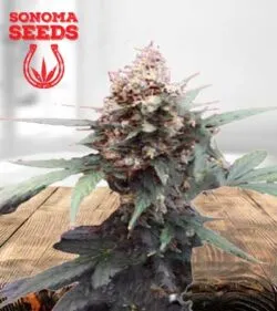 Bubblicious Strain