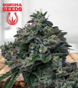 Butter OG Strain