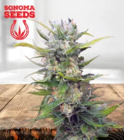 CB Diesel CBD Strain