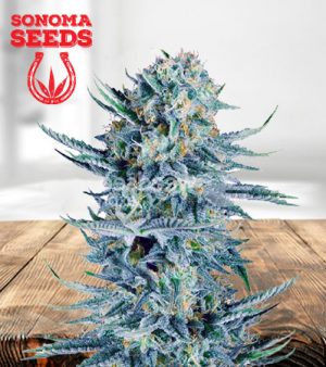 CB Dream Feminized Marijuana Seeds