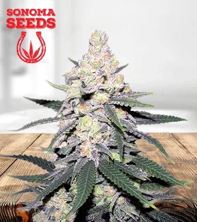 CB Dutch Treat Feminized Marijuana Seeds