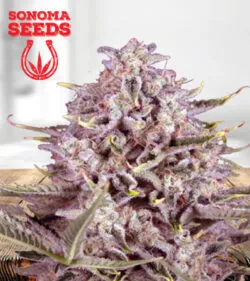 CBD Gorilla Fast Flower Strain