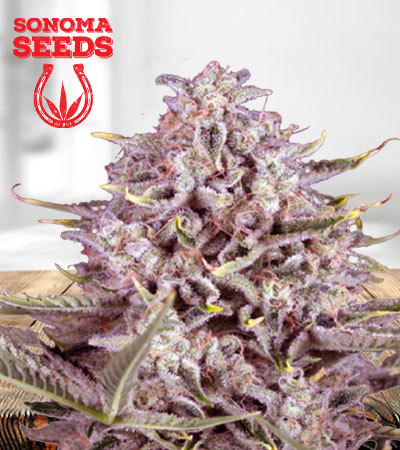 CBD Gorilla Fast Flower Marijuana Seeds