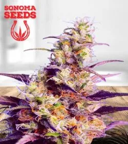 CBD Indica Strain