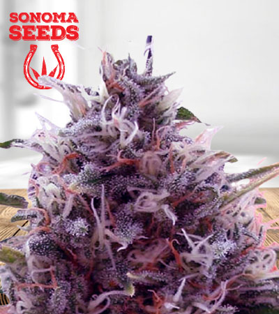 CBD Kali Kush Marijuana Seeds