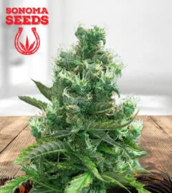 Cafe Racer Strain