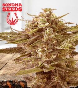 Cafe Racer Strain