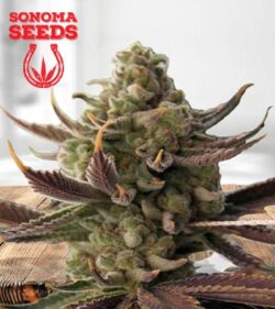 Cali Kush Feminized Marijuana Seeds