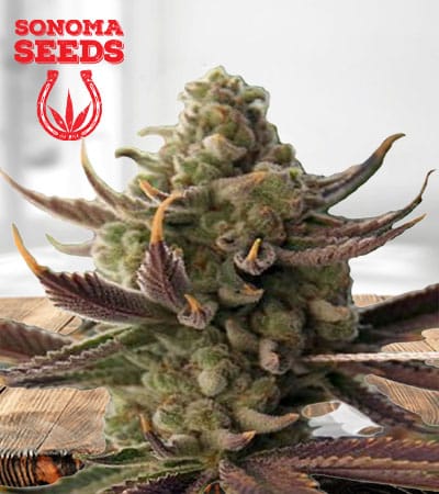 Cali Kush Feminized Marijuana Seeds