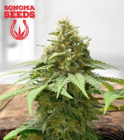 California Orange Strain