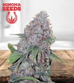 Candy Haze