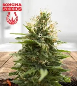 Candy Jack Strain