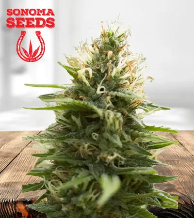 Candy Jack Feminized Marijuana Seeds