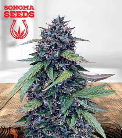 Chemdog Feminized Marijuana Seeds
